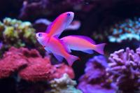 Pink Anthias Thumbnail