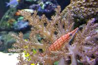 Longnose hawkfish Thumbnail