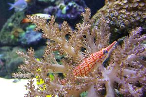 Longnose Hawkfish Thumbnail