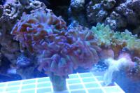 Hammer Anchor Coral Branching Thumbnail