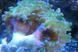 Frogspawn Coral - Branched Thumbnail