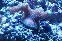 Stylophora Coral Thumbnail