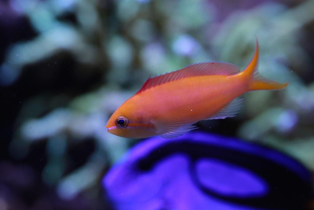 Dispar Anthias