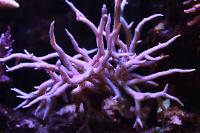 Birdsnest Coral