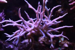 Birdsnest Coral Thumbnail