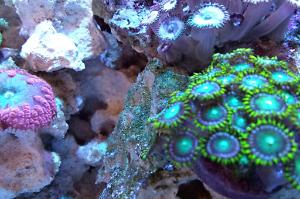 Radioactive Dragon Eye (Zoanthid)