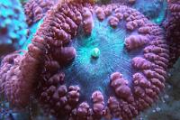 Big Polyp Blastomussa Coral Thumbnail