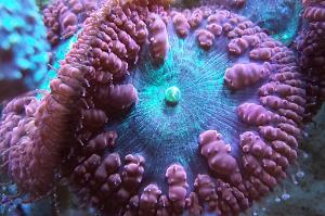 Big Polyp Blastomussa Coral Thumbnail