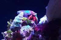 Scarlet Reef Hermit Crab Thumbnail