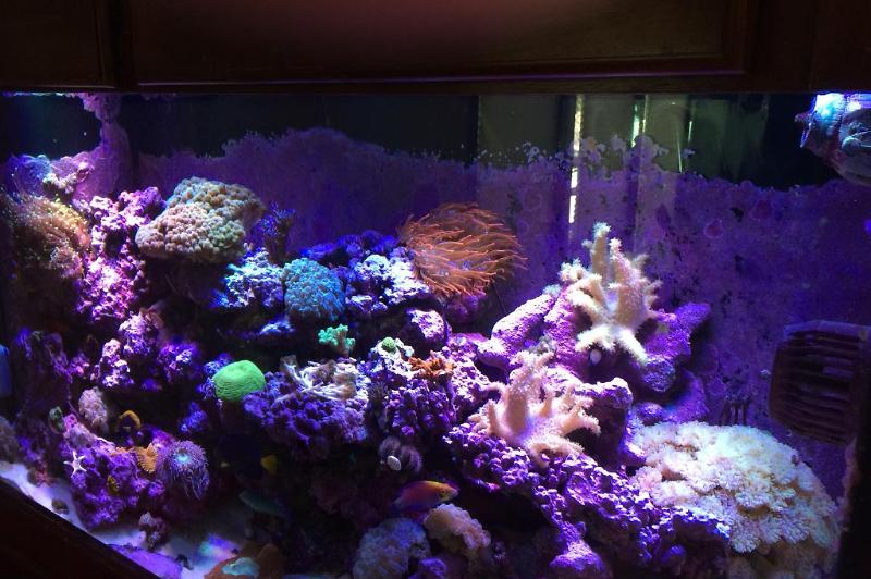 My Reef Tank Thumbnail