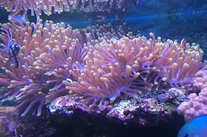 Ritteri Anemone Thumbnail