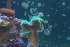 Stylophora Coral Thumbnail