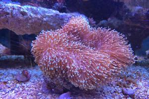 Leather Coral Thumbnail