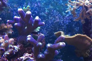 Stylophora Coral Thumbnail