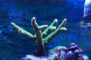 Acropora Papillare Thumbnail