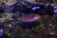 Mystery Wrasse Thumbnail