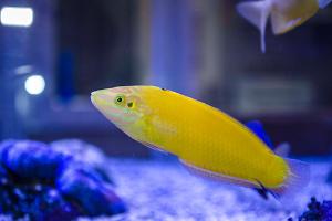 Banana Wrasse Thumbnail