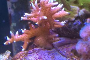 Birdsnest Coral Thumbnail