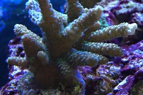 Acropora millepora verte Thumbnail