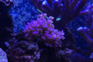 Pocillopora Rose Thumbnail