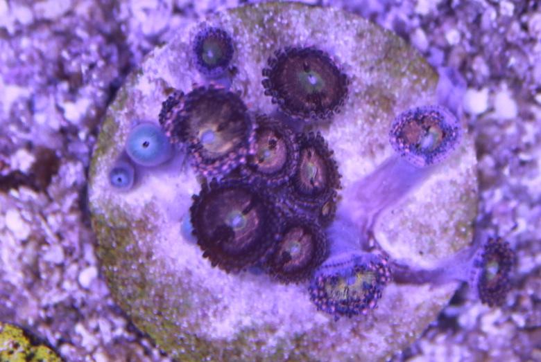 Pineapple Express Zoa