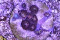 Pineapple Express Zoa Thumbnail