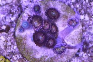 Pineapple Express Zoa