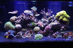 John's Mixed Reef Tank Thumbnail