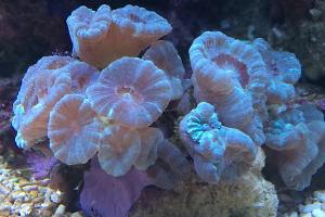 Candy Cane Coral Thumbnail