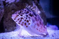 Red Spotted Hawkfish Thumbnail