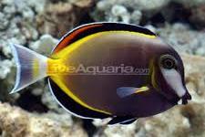 Powder Brown Tang