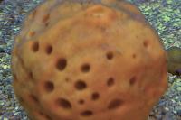 Yellow Ball Sponge Thumbnail