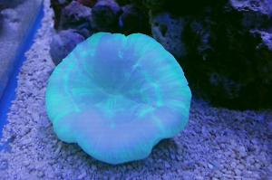 Folded Brain Coral