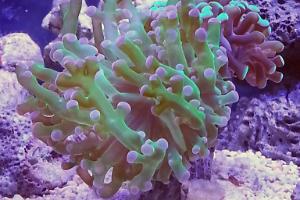 Frogspawn Coral Branching Thumbnail