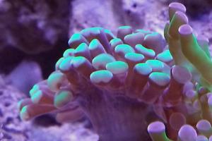 Hammer Coral Branching Thumbnail