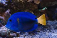 Purple Tang Thumbnail