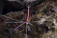 Red Line Cleaner Shrimp Thumbnail