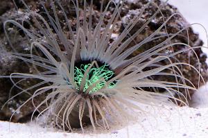 Tube Anemone Thumbnail