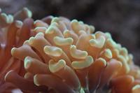 Hammer Anchor Coral Branching Thumbnail