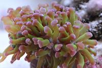 Hammer Anchor Coral Thumbnail