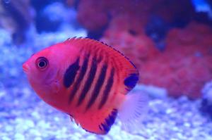 Flame Angelfish Thumbnail