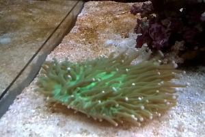 Plate Coral Long Tentacle Thumbnail