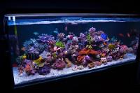 RED SEA REEFER 450