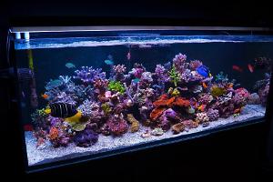 RED SEA REEFER 450