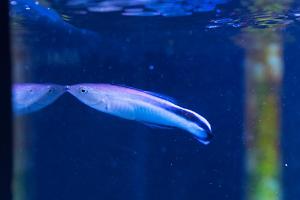 Cleaner Common Wrasse