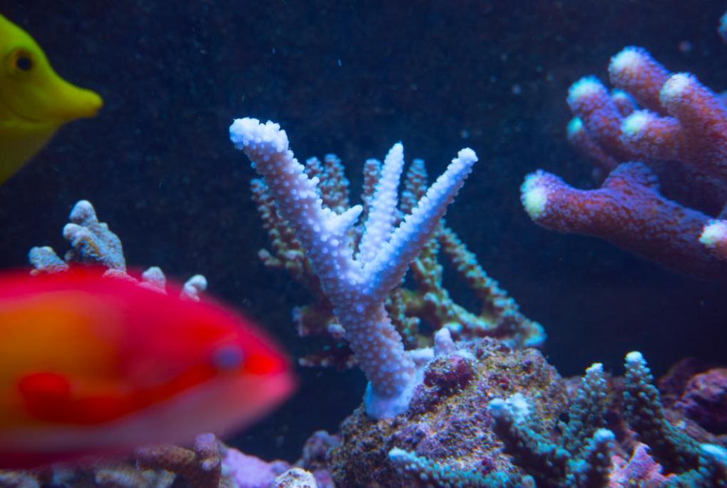 Light Blue Acropora Coral