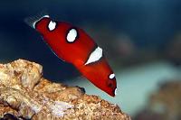 Red Coris Wrasse Thumbnail