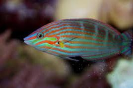 Hoeven's Wrasse Thumbnail