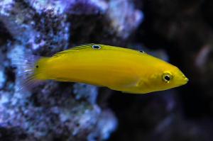 Yellow Wrasse Thumbnail