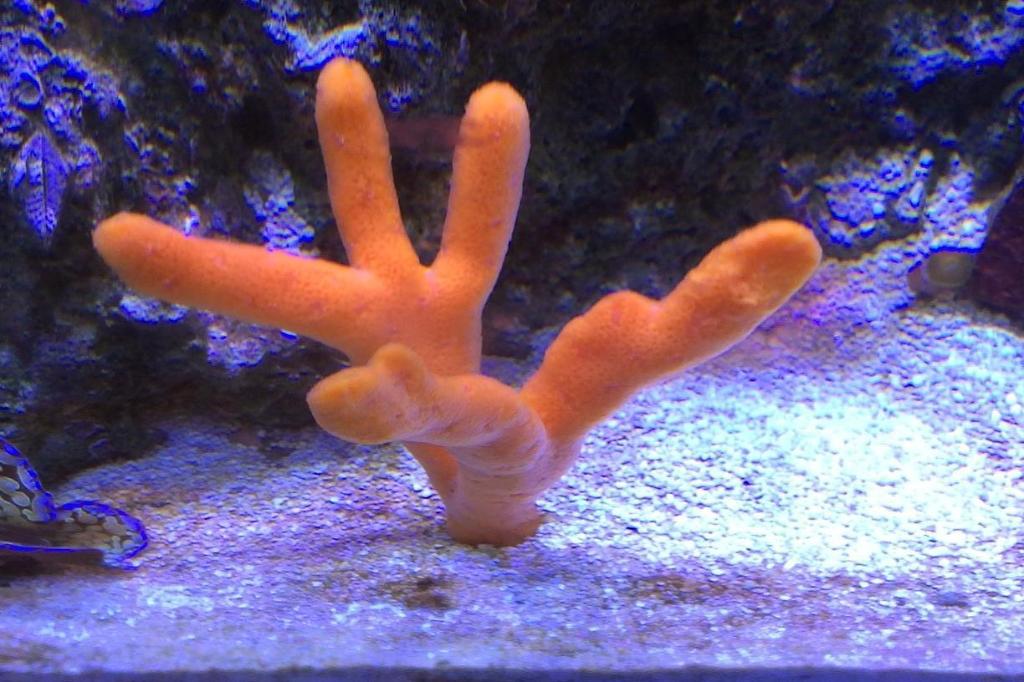 Orange Finger Sponge / Neoesperiopsis rigida 10